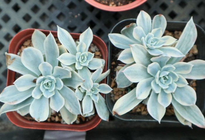 植物缺水怎么办