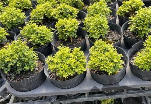 達摩七里香 養護