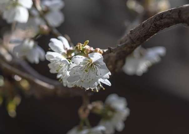 植物開花不結果