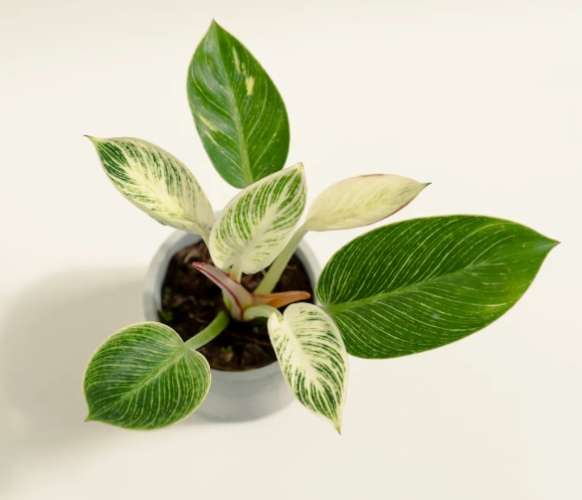 植物分株技巧 植物分株技巧