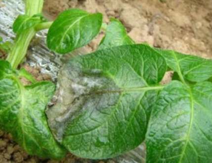 晚疫病馬鈴薯症狀