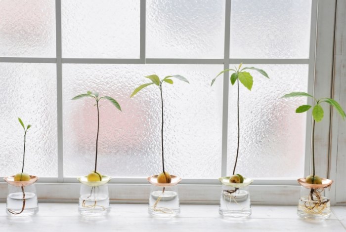 水培樹木優點 水培樹木優點