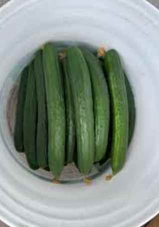 小黃瓜白白的原因