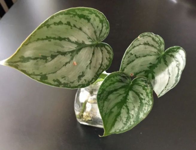 喜林芋種植方法