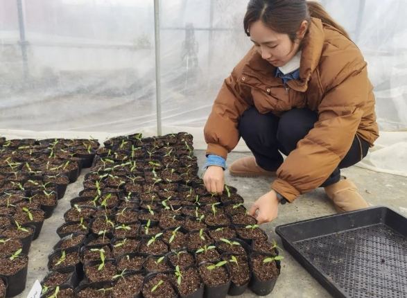 番茄種子發芽技巧