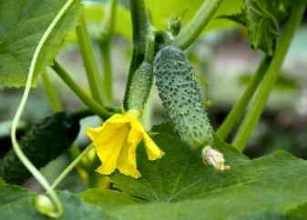 小黃瓜種植方法