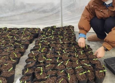 小番茄種子發芽技巧 小番茄種子發芽技巧