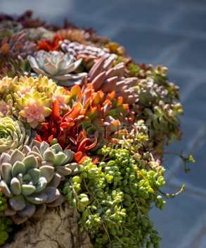 室內植物燈具 室內植物燈具