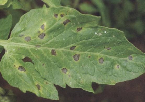 番茄早疫病症狀