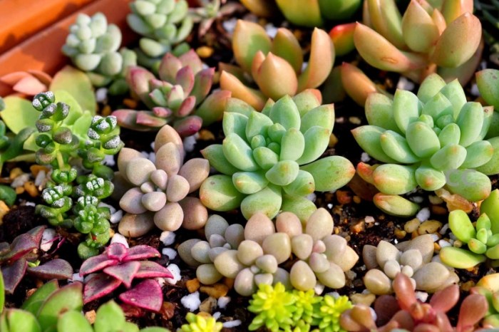 多肉植物葉片軟化