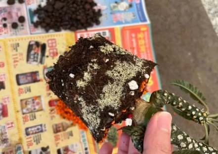 盆栽霉菌處理