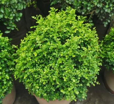 達摩七里香 養護