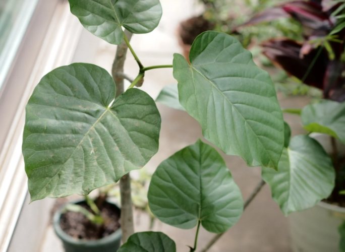 軟趴植物復活技巧 軟趴植物復活技巧