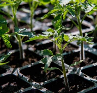 家庭種植番茄育苗