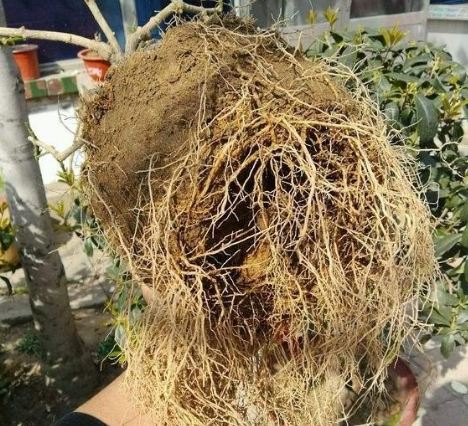 預防盆栽發霉 預防盆栽發霉