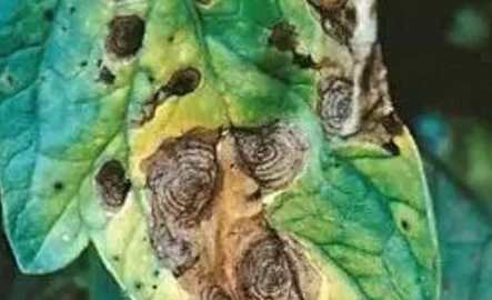 早疫病晚疫病區別