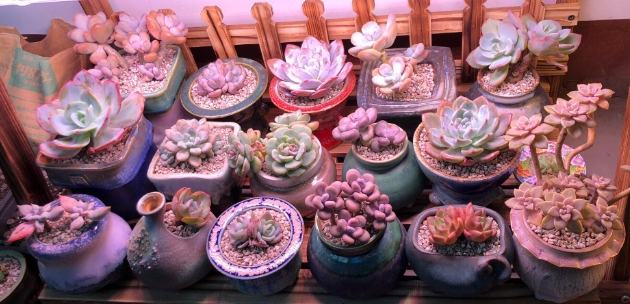 室內植物燈具 室內植物燈具