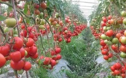番茄施肥方法