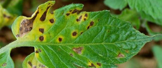 番茄早疫病症狀