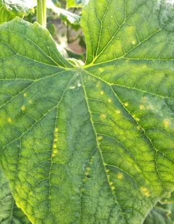 小黃瓜種植問題