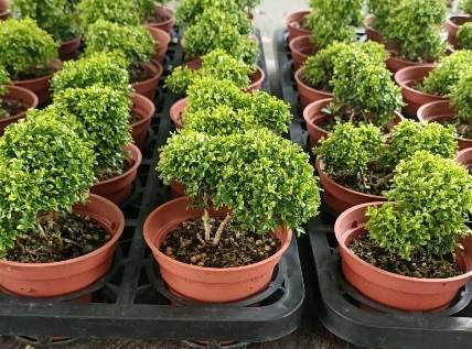 達摩七里香 好處