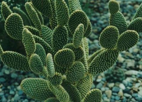 多肉植物冬季養護 多肉植物冬季養護