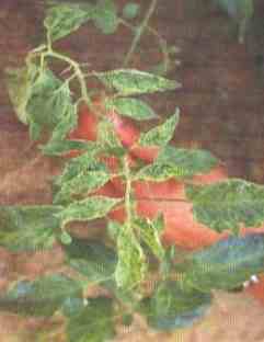 番茄病害用藥推薦