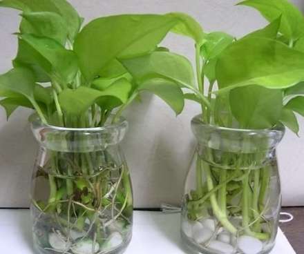 黃金葛照顧方法