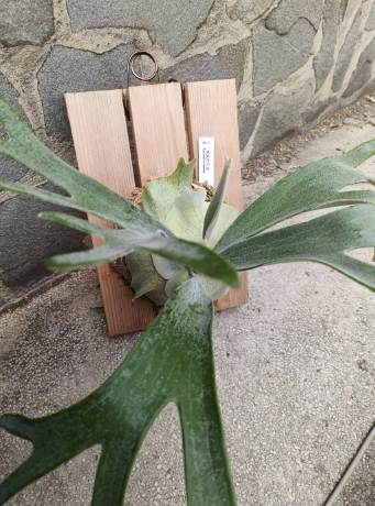 鹿角蕨木板材質