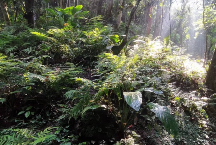 植物急救 植物急救