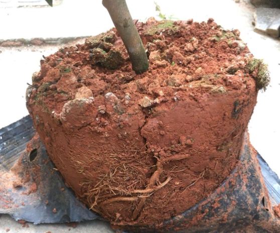 土壤發霉處理 土壤發霉處理