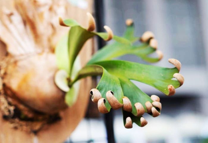 鹿角蕨繁殖時機 鹿角蕨繁殖時機