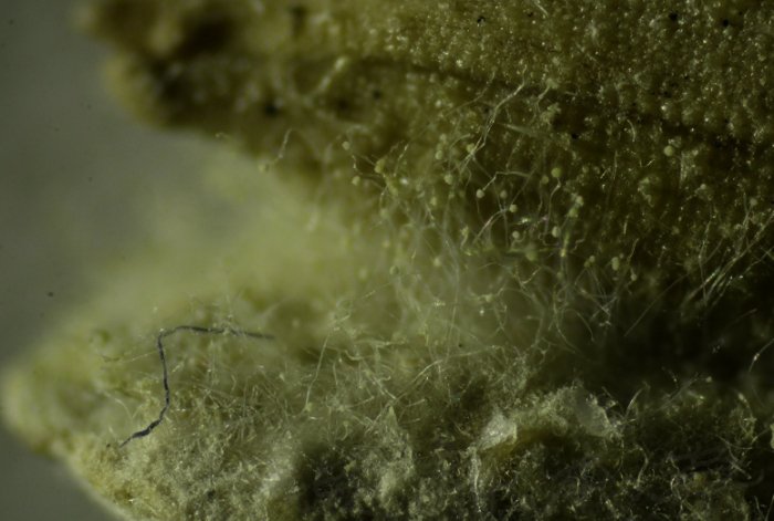 花草发霉怎么办