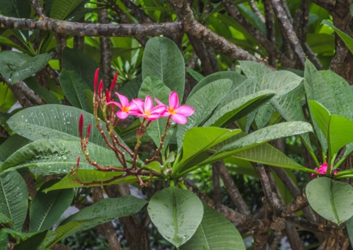 雞蛋花種植禁忌