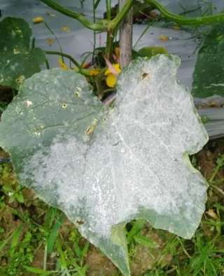 小黃瓜白粉病治疗