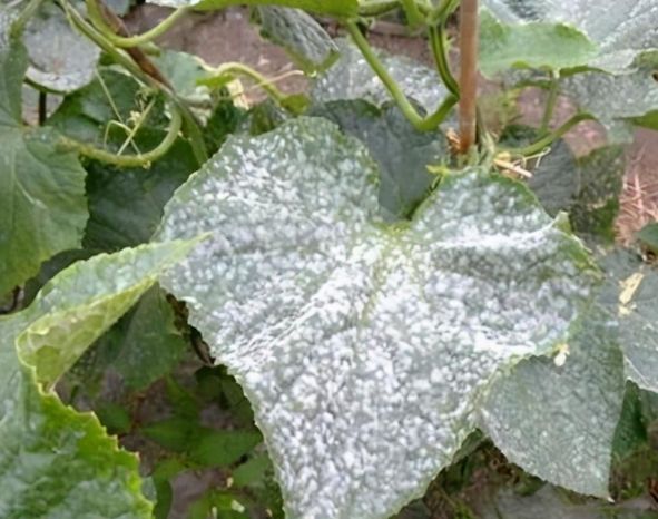 小黃瓜白粉病防治