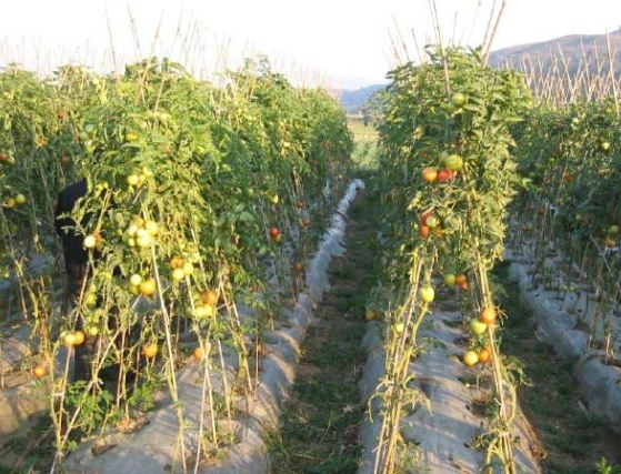 牛番茄病蟲害防治