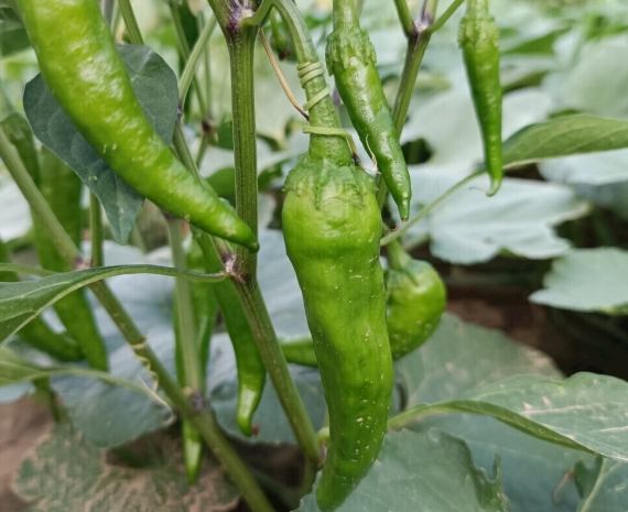 辣椒開花問題
