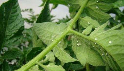 番茄害蟲防治 番茄害蟲防治