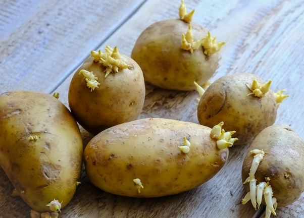 馬鈴薯發芽有毒