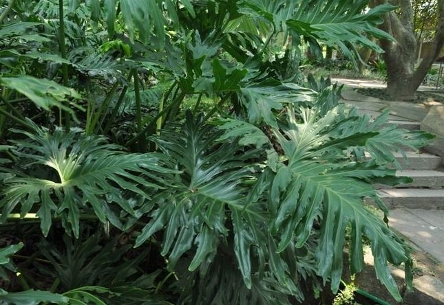 喜林芋種植方法