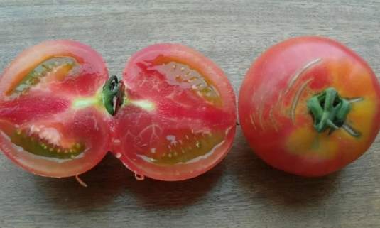 番茄空心果原因