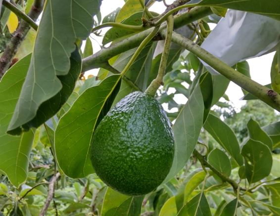 迷你森樹 養護方法