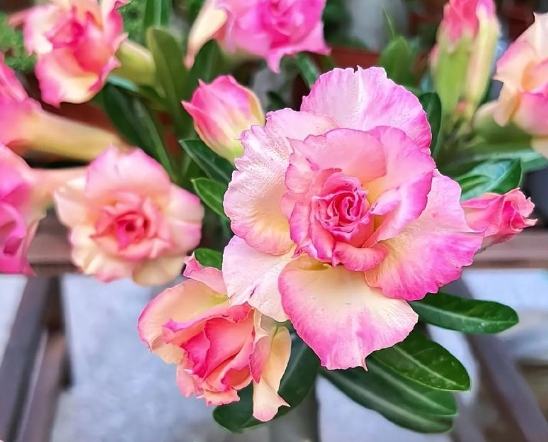 沙漠玫瑰落葉原因