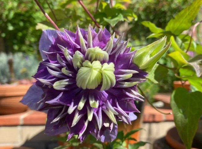 長日照植物種類 長日照植物種類