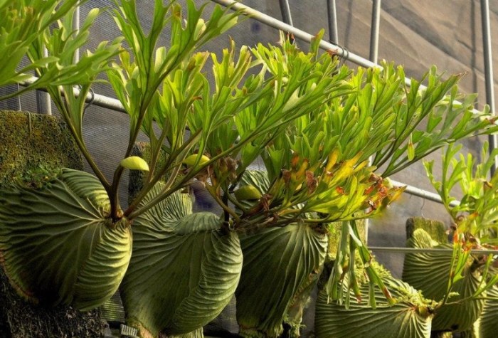 鹿角蕨繁殖時機 鹿角蕨繁殖時機