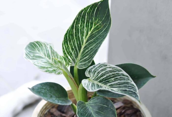 紅苞喜林芋繁殖