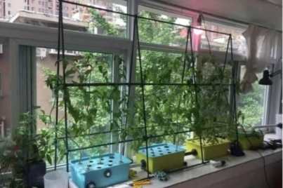 陽台水耕蔬菜種植