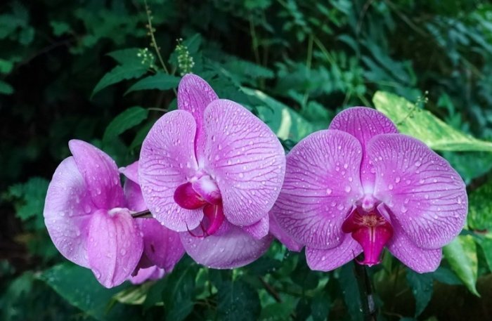 葉子軟化原因 葉子軟化原因