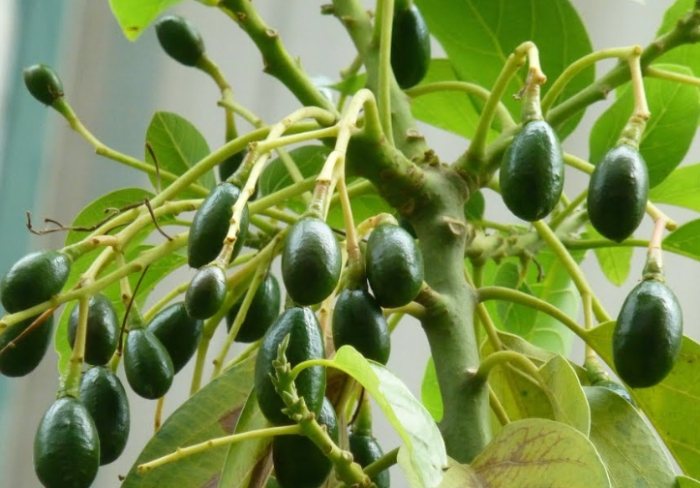 果樹開花不結果